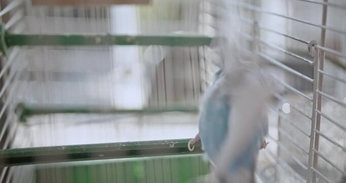 A young boy gently pets his pet parakeet through its cage. The bird enjoys the affection and nuzzles the boy's finger.