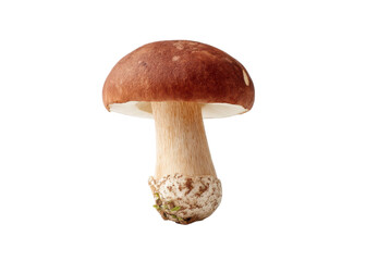 Fresh Wild Mushroom Isolated on White Background for Culinary and Natural Food Use