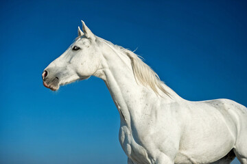 Naklejka premium A white horse on blue background.