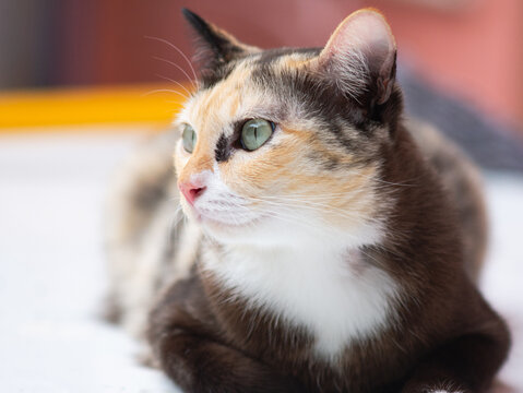 Close-up portrait of a calico cat with green eyes.