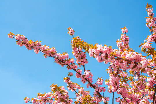 Cherry blossoms bloom vibrantly under the clear blue sky, creating a breathtaking landscape in full springtime glory - Powered by Adobe