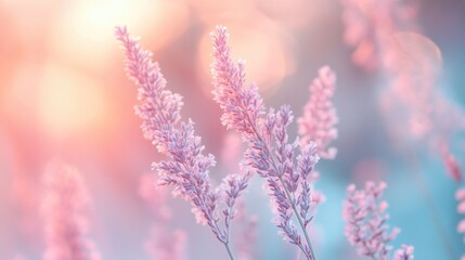 Obraz premium Pink grass sunset field bokeh background