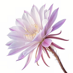Obraz premium a Kadupul Flower on solid white background