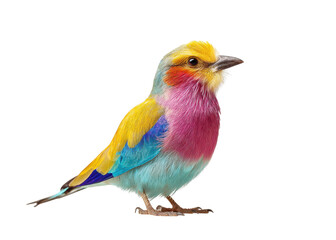 Fototapeta premium Colorful and Vibrant Bird with Mixed Feathers Showcasing Bright Hues in Nature