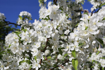 Pommier Malus avec fleurs de pomme