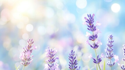 Obraz premium Blooming lavender field, sunny day, bokeh background, spring design