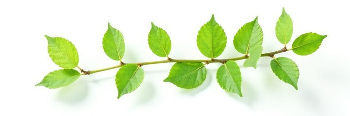 Obraz premium Single branch with leaves isolated on white background, green, branch
