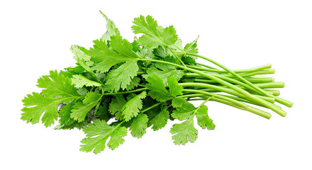 Fresh Coriander Stems Leaves Arranged Isolated PNG Bright Green Detailed Clean Herb Cilantro