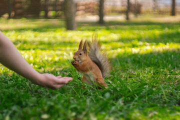 A squirrel runs on the grass
