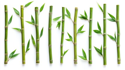 Aesthetic arrangement of verdant bamboo stalks and leaves on a pristine white backdrop