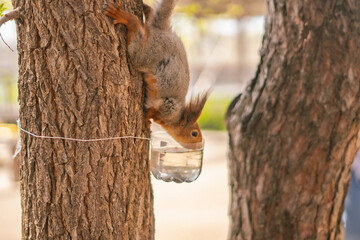 A squirrel drinks water from a bottle on a tree
