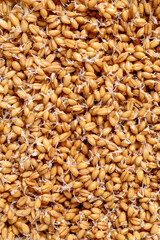 Sprouted Wheat Grains Texture Background