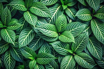 Low Light Geometric Leaf Line Background Pattern - Fresh Green Nature Wallpaper