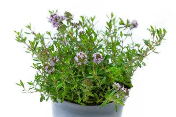 Fresh thyme plant with purple flowers in pot