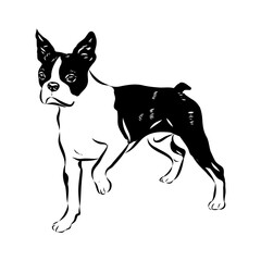 Black and white vector sketch of a fawn Boston Terrier