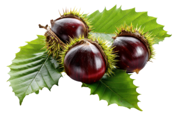 Chestnut Harvest: A trio of plump, freshly picked chestnuts, still nestled in their spiky husks, rest on a bed of vibrant green leaves. Ready to be roasted or enjoyed raw.