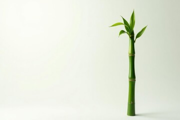 Obraz premium Small single stem of a tall bamboo plant isolated on white background, nature photograph, bamboo stems, bamboo shoot