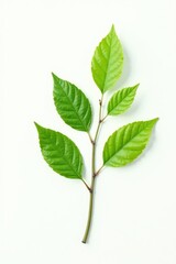 Single isolated branch with leaves and twigs on white background, leaf, tree leaf