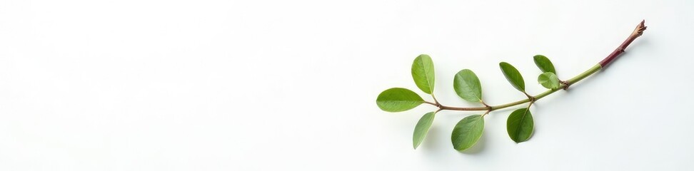 Obraz premium Single branch on white background with natural texture, organic, stark