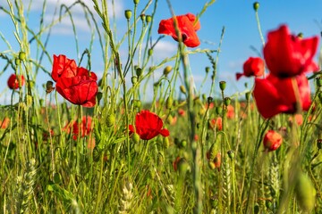Field of red poppies swaying in the summer breeze