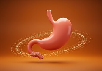 Human Stomach Model, Anatomy, Digestive System, Medical Illustration, Orange Background