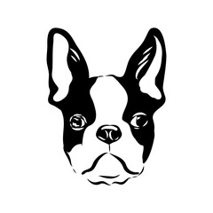 Black and white vector sketch of a fawn Boston Terrier