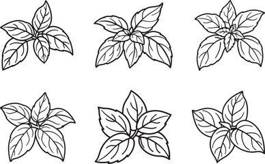 set of basil leaves line art, black outline, vector and illustration, coloring book page line art drawing