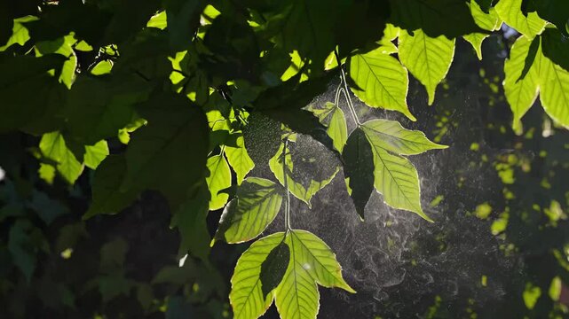 Sunlight filtering through ash tree leaves (Fraxinus), casting delicate shadows and revealing a hidden spider web