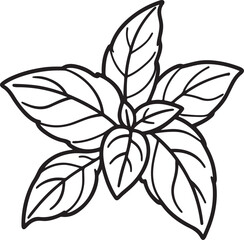 basil leaves line art, black outline, vector and illustration, coloring book page line art drawing