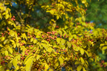 Obraz premium Vibrant image of lush yellow Zanthoxylum americanum, prickly ash, toothache tree, adorned with clusters of small, pink berries of Sichuan pepper. Image capturing the essence of nature's beauty