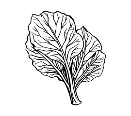 Art illustration of fresh Swiss chard leaves with detailed veins on white background.