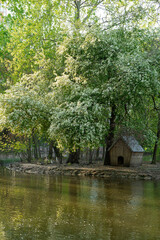 Beautiful blooming white tree near goose house in city spring park inside lake