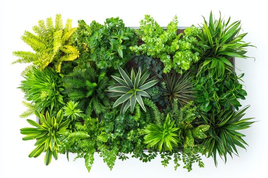 Fototapeta Green tropical plant wall with lush foliage arranged for botanical decor, indoor greenery inspiration and natural exotic jungle theme design, Generative AI