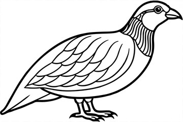 Minimalist Quail Vector