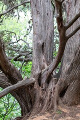 Close-up photograph of a twisted cedar tree trunk with rough textured bark and branching limbs, captured at Lady Bird Johnson Park in Fredericksburg, Texas.