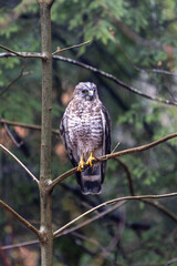 Broad-winged hawk on a branch