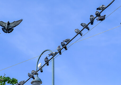 Pigeons Sitting on Wires with Blue Sky Background. Energy cables and lamp post or street lamp with urban stone doves on a bright sky. - Powered by Adobe