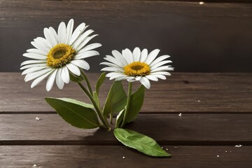 Obraz premium Beautiful White Daisies on a Wooden Surface with Natural Light for Floral Arrangement, Botanical Composition, and Artistic Decor Ideas