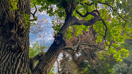 Fototapeta premium Curved Tree Trunk and Lush Foliage in City Park. Twisted oak tree trunk and branches in spring in Vienna Austria.