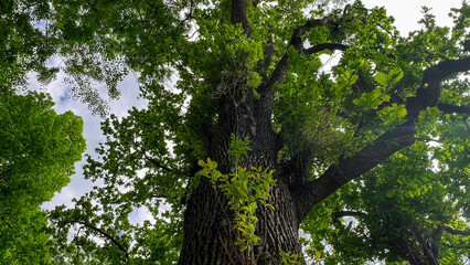 Large Tree with New Spring Shoots and Sunlight. Towering tree framed by spring foliage in Vienna Austria