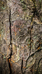 Close-Up of Tree Bark with Moss and Cracks in Sunlight. Detailed Texture of Rough Bark and Organic Tree Surface
