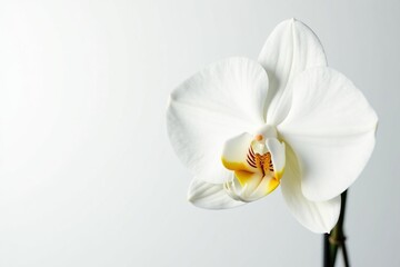 Obraz premium Delicate white orchid blossom against pure white backdrop, white flower, background, botanical photography