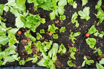 Automatic lawn sprinkler watering lettuce vegetables