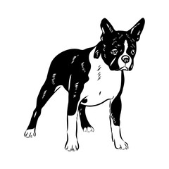 Black and white vector sketch of a fawn Boston Terrier