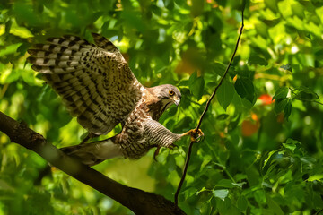squirrel on tree