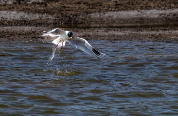 great blue heron ardea cinerea