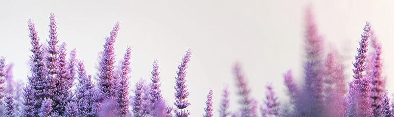 Obraz premium Soft focus image of lavender-like flowers in pale purple and pink hues against a bright background