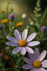 Obraz premium purple flower in a garden