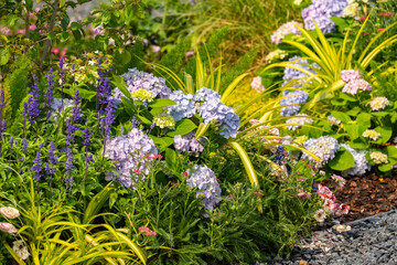 blue and purple bougainvillea flowers in garden