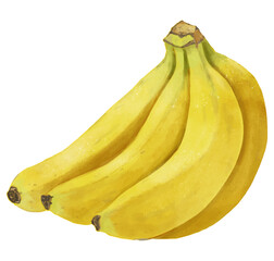 黄色いバナナ1房のリアルな手描きイラスト